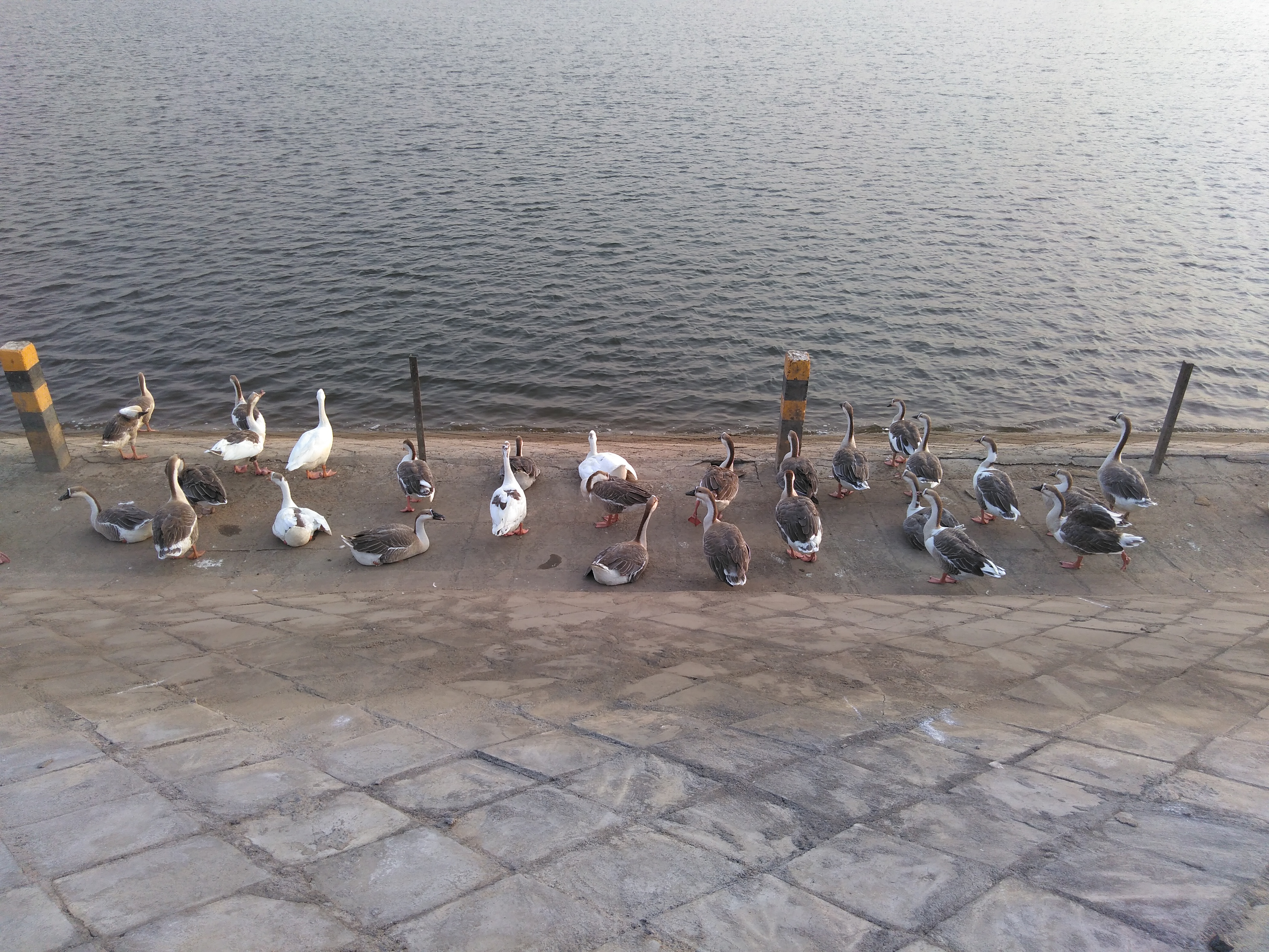 Flock Along Lake